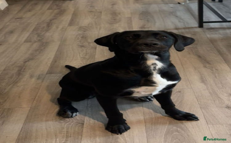 Mixed Breed dogs - Advert 3