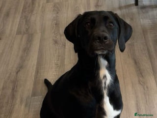 Mixed Breed dogs for sale: Beautiful black lab x boingle mix called nelly - Advert 1