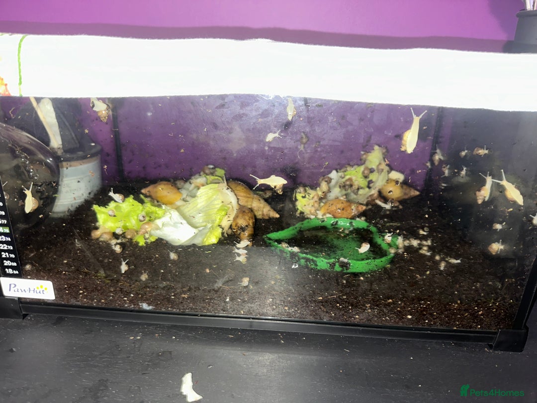 Snails invertebrates for sale: Giant land snails.  - Image 2