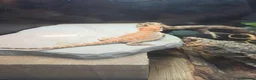 Bearded Dragon reptiles for sale: Bearded dragon with full set up - Advert 7