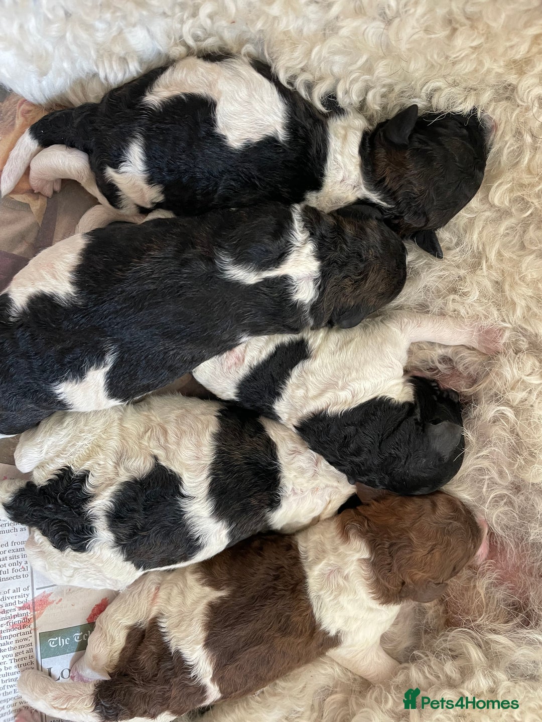 Standard Poodle dogs for sale: Standard Poodle x St Berdoodle  - Image 18