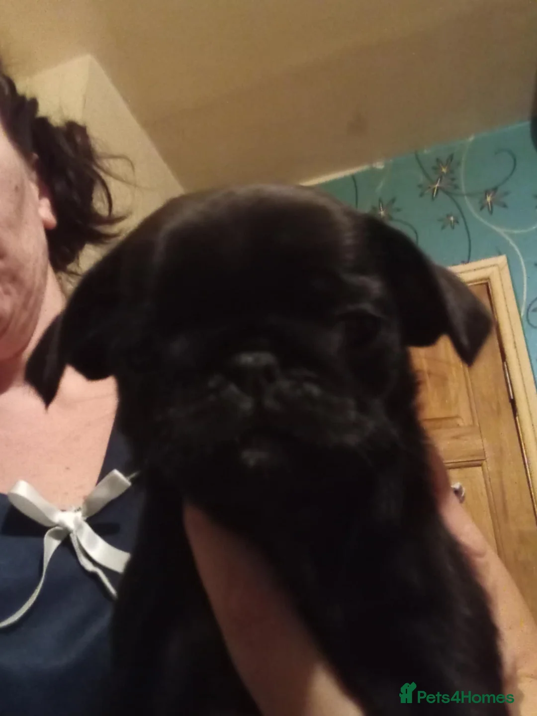 Pug dogs for sale: I have a lovely litter off pug pups for sale  - Advert 21