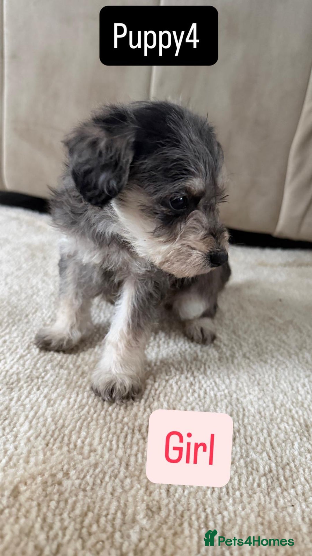 Mixed Breed dogs for sale: Schnoodle puppies for sale  - Advert 21