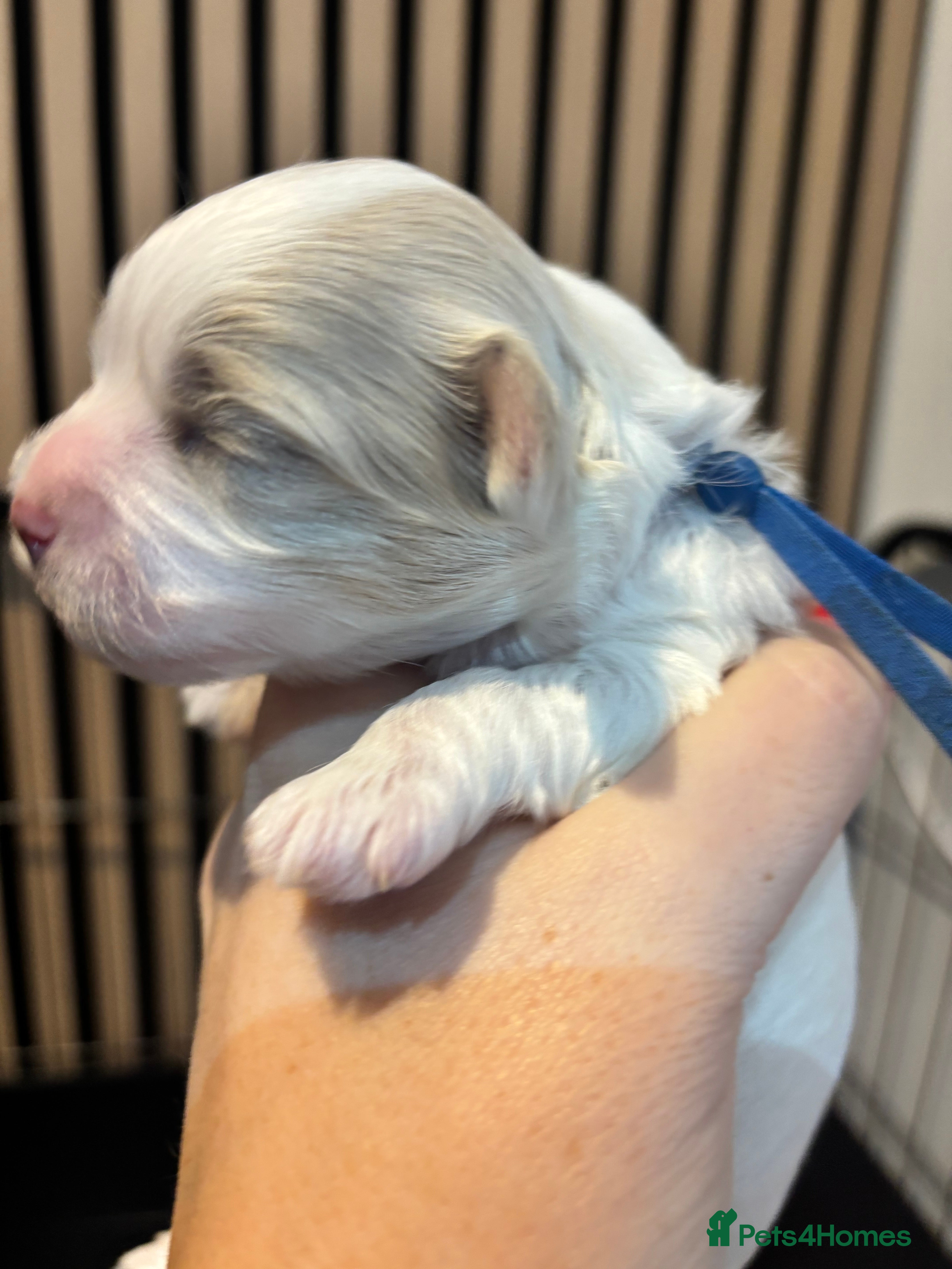 Maltipoo dogs 💞 F1b Toy Maltipoo male puppy 💙 - Advert 8