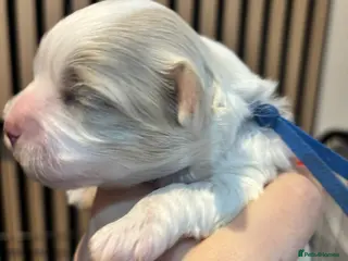 Maltipoo dogs 💞 F1b Toy Maltipoo male puppy 💙 - Advert 8