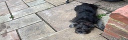Mixed Breed dogs for sale: Miss  - Advert 1