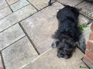 Mixed Breed dogs Miss - Advert 1