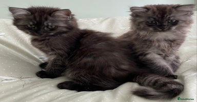 Mixed Breed cats - Advert 10