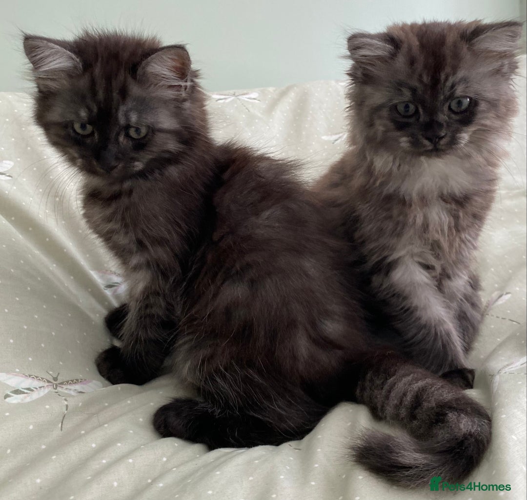 Mixed Breed cats for sale: Beautiful ghost grey kittens  - Image 2