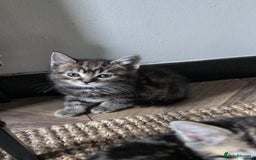 British Shorthair cats for sale: Beautiful British short hair  - Image 20