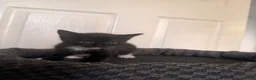 Domestic Shorthair cats for sale: 4 beautiful baby’s ready for there home - Advert 23