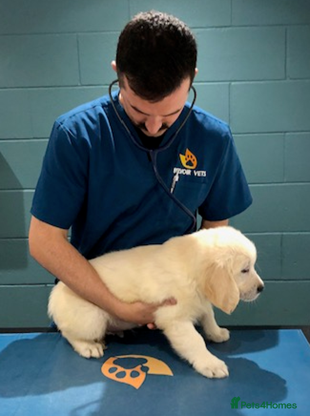 Golden Retriever dogs for sale: Home bred Chunky cream Goldie pups - Image 36