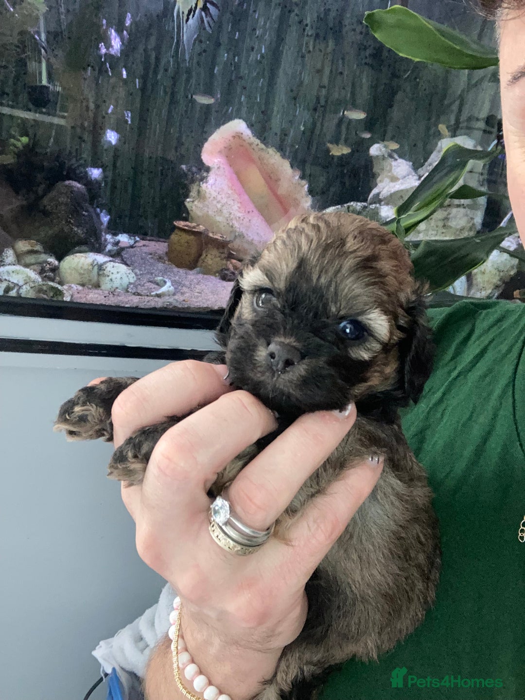 Shihpoo dogs for sale: WAITING LIST for Our 2026 Toy Shihpoo - Advert 11