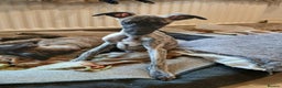 Whippet dogs for sale: 5 glorious KC boys ready now. KC Sire heart tested - Advert 5