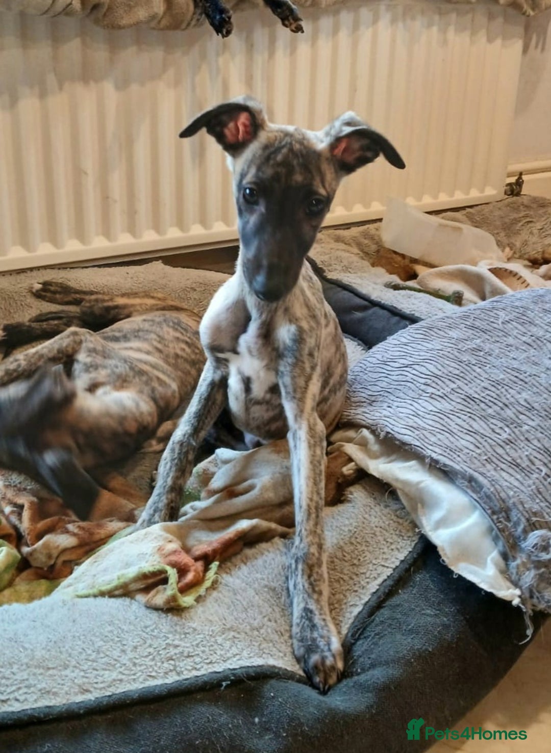 Whippet dogs for sale: 5 glorious KC boys ready now. KC Sire heart tested - Advert 5