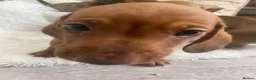 Miniature Dachshund dogs for sale: Miniature dapple dachshund puppies for sale  - Advert 21