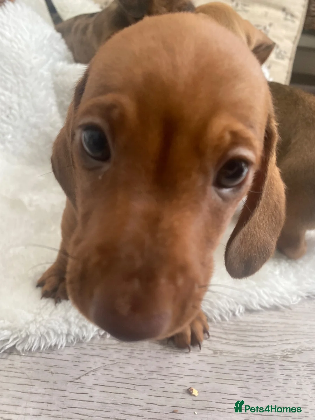 Miniature Dachshund dogs for sale: Miniature dapple dachshund puppies for sale  - Advert 21