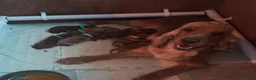 Cockapoo dogs for sale: Show Cockapoo puppies F1 - Advert 5
