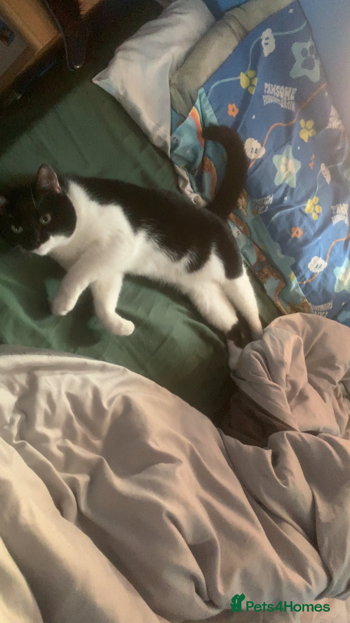 Mixed Breed cats Luna and Otis  - Advert 1