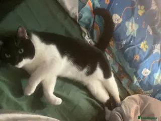 Mixed Breed cats Luna and Otis - Advert 1