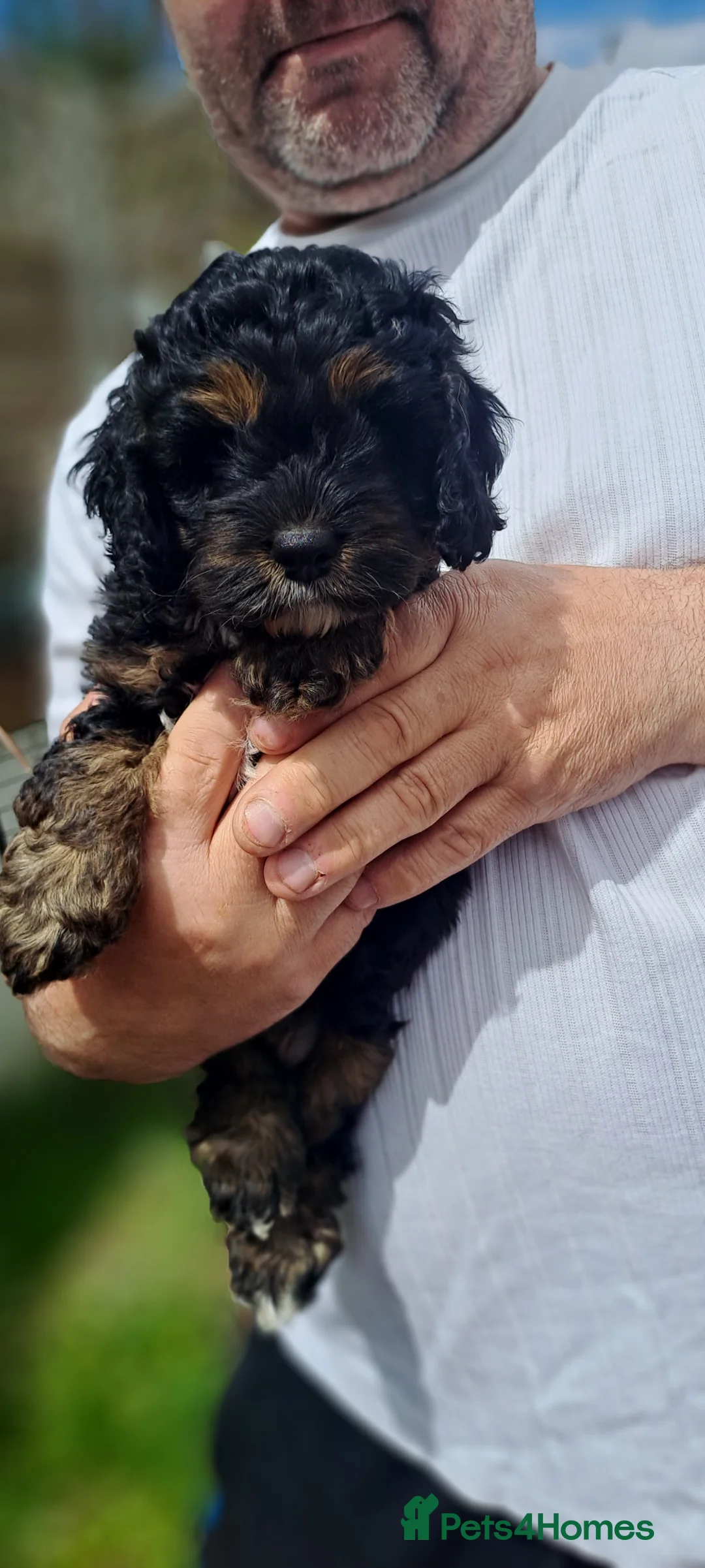 Cockapoo dogs for sale: ❤️Pepa and💙George. After health tested parents.  - Advert 23