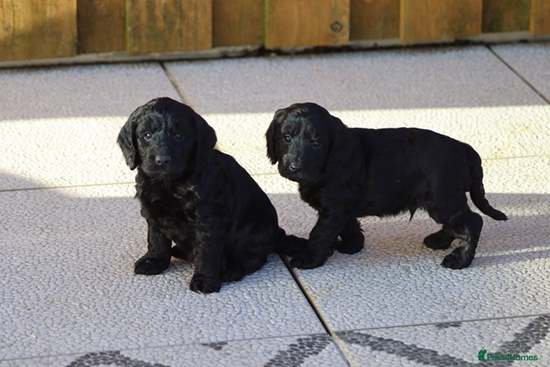 Cockapoo dogs for sale: F1 Cockapoo puppies for sale - Advert 19