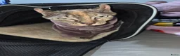 Sphynx cats for sale: Beautiful female Canadian elf Sphynx - Advert 3