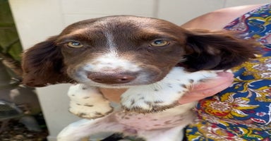 Sprocker dogs - Advert 16