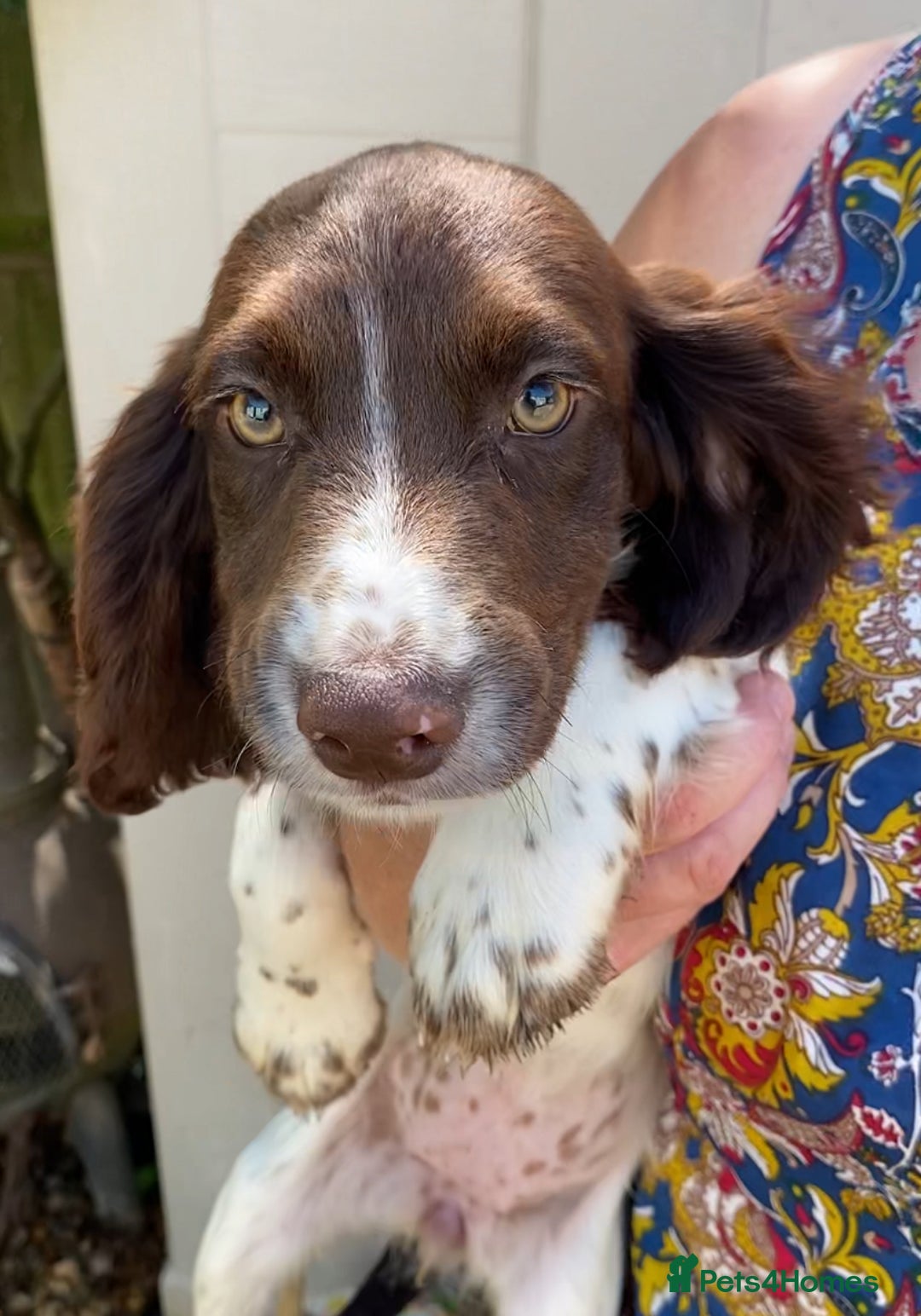 Sprocker dogs for sale: Beautiful sprocker spanials  - Image 2