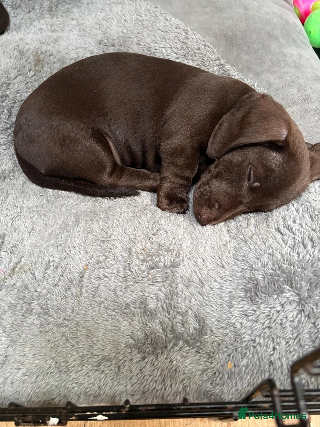 Dachshund dogs for sale: Dachshund puppies  in Portsmouth - Advert 7