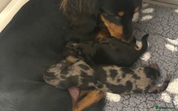Miniature Dachshund dogs for sale: Stunning Kc Reg Long Hair Mini Dachshund puppies - Image 2