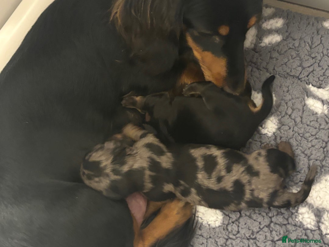 Miniature Dachshund dogs for sale: Stunning Kc Reg Long Hair Mini Dachshund puppies - Image 2
