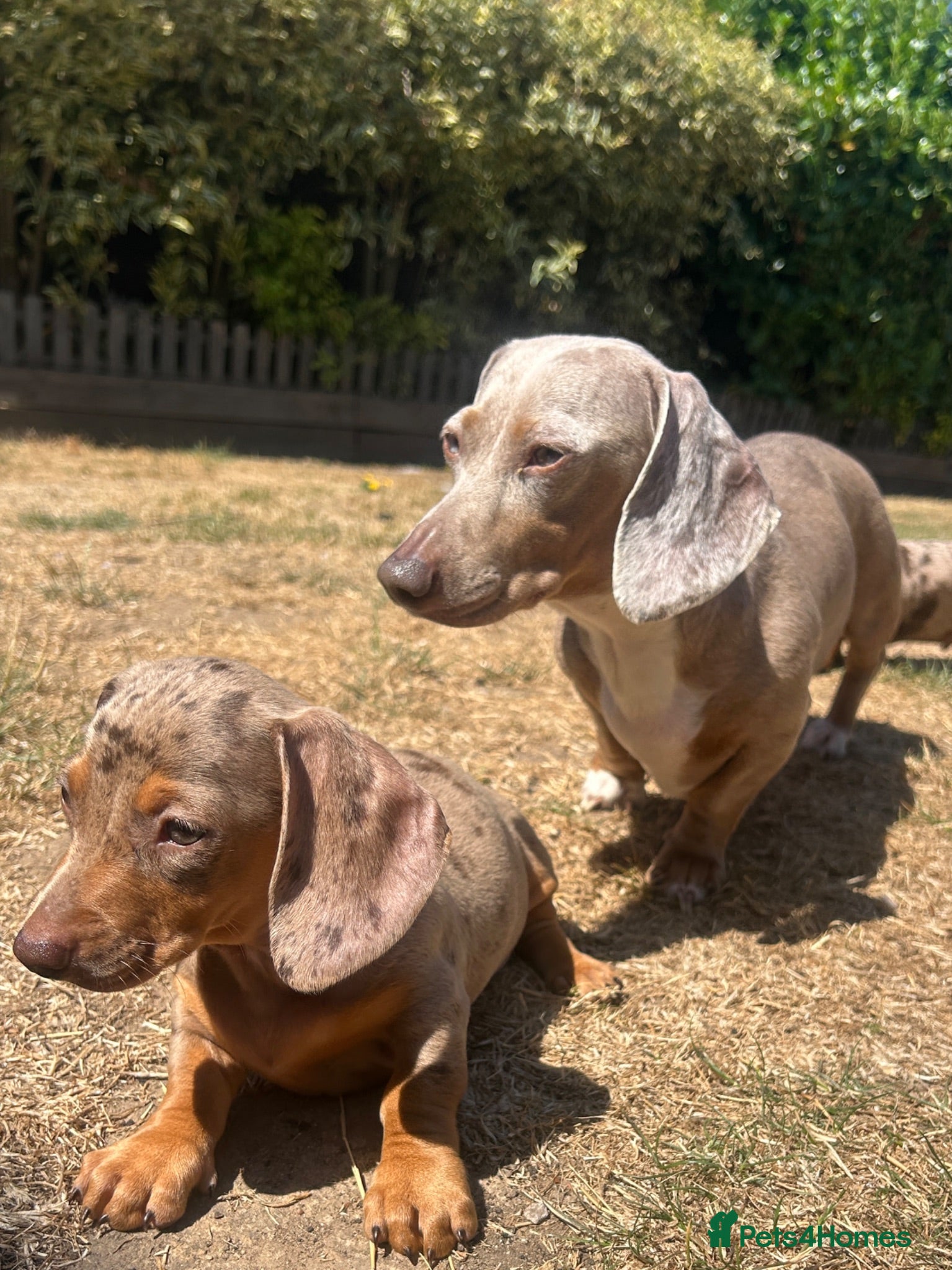 Dachshund dogs Essex:male & female Dachshund Puppies 🌟 ready now - Advert 3