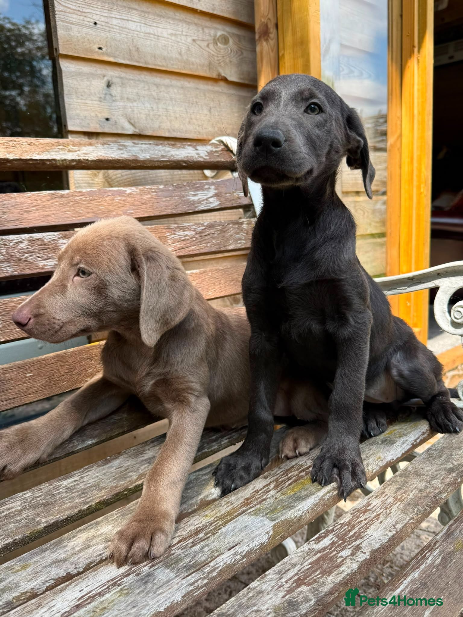 Labrador Retriever dogs Lovely Silver & Charcoal Labrador Puppies - Advert 1