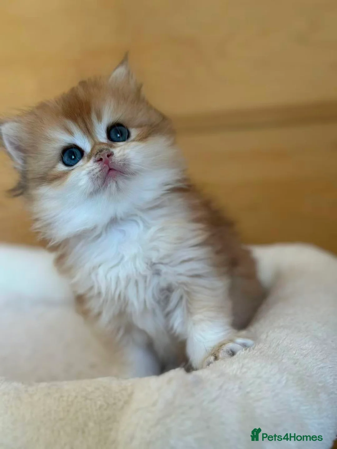 British Longhair cats for sale: Gorgeous Lap-Kittens: Black, Blue & Lilac Golden - Advert 2