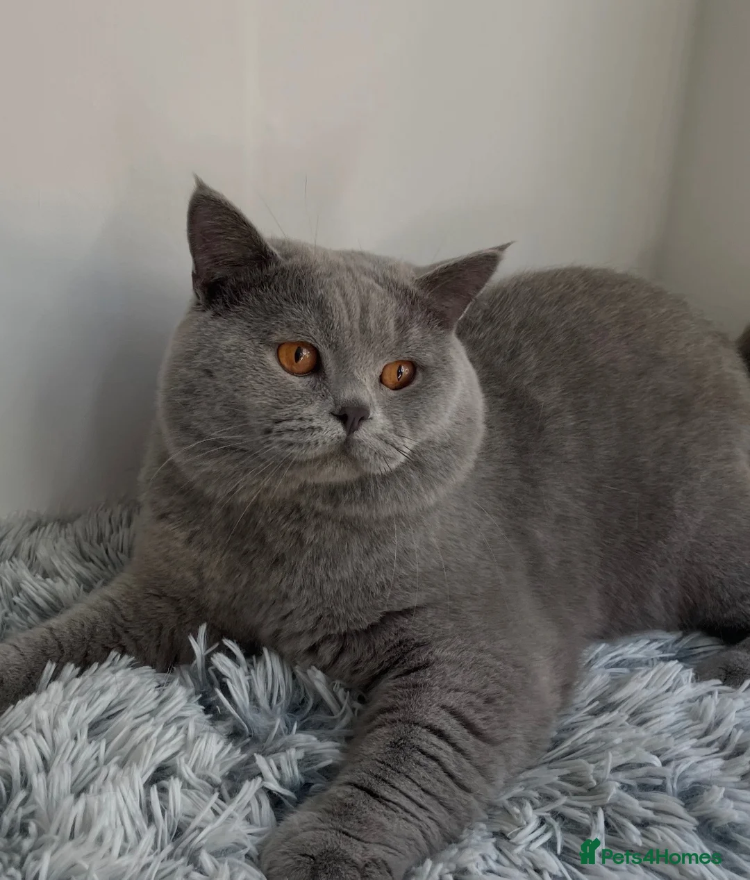 British Shorthair cats for stud: GCCF Active Reg BSH Blue Stud  - Advert 4