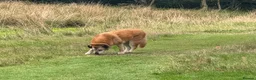 Mixed Breed dogs for adoption: ROSIE 11 yrs large gentle, kind, calm, so friendly in Llanybydder - Advert 6