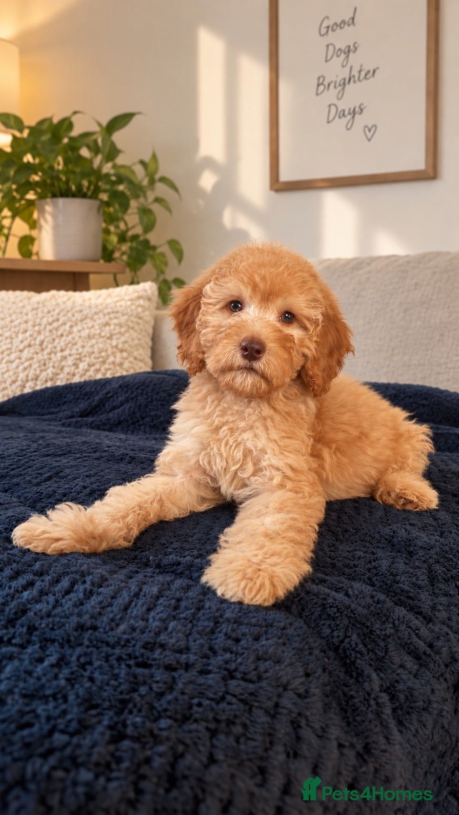 Labradoodle dogs READY NOW 1 Girl Remaining Labradoodles  - Advert 1