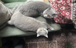 British Shorthair cats for sale: Beautiful Chunky British Shorthair Kittens Pure - Image 19