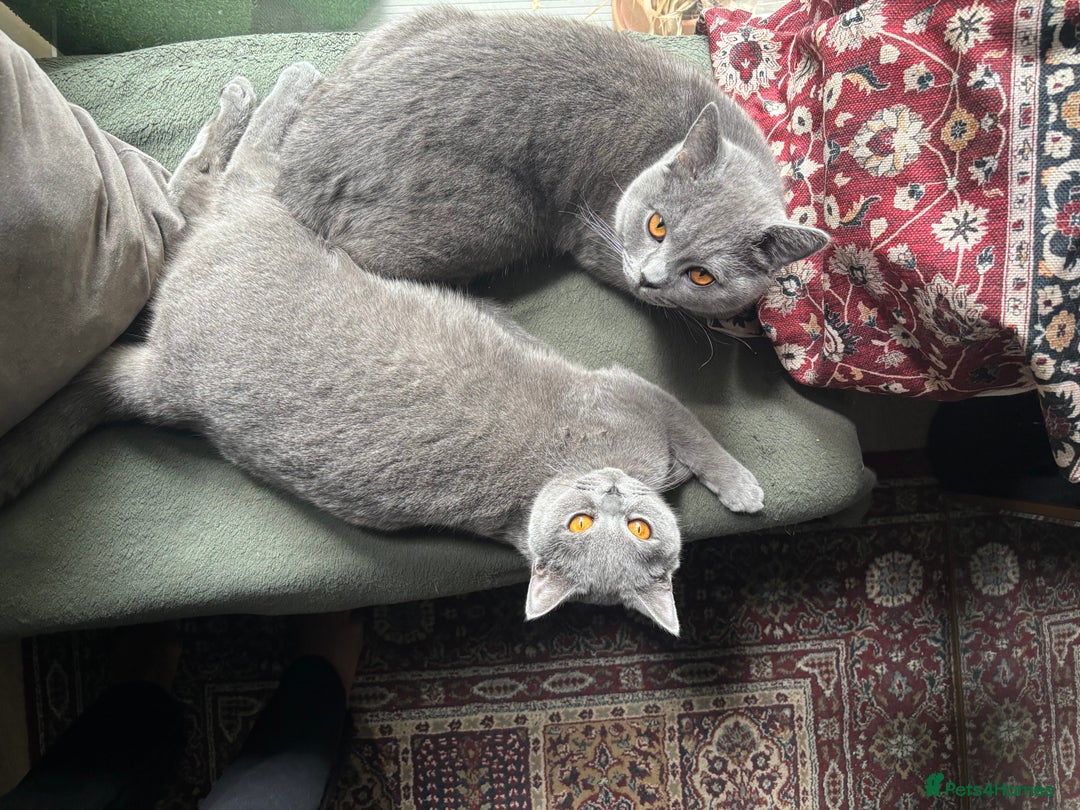 British Shorthair cats for sale: Beautiful Chunky British Shorthair Kittens Pure - Image 19