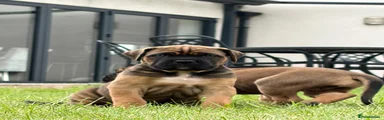 🤎 Fawn Female 2