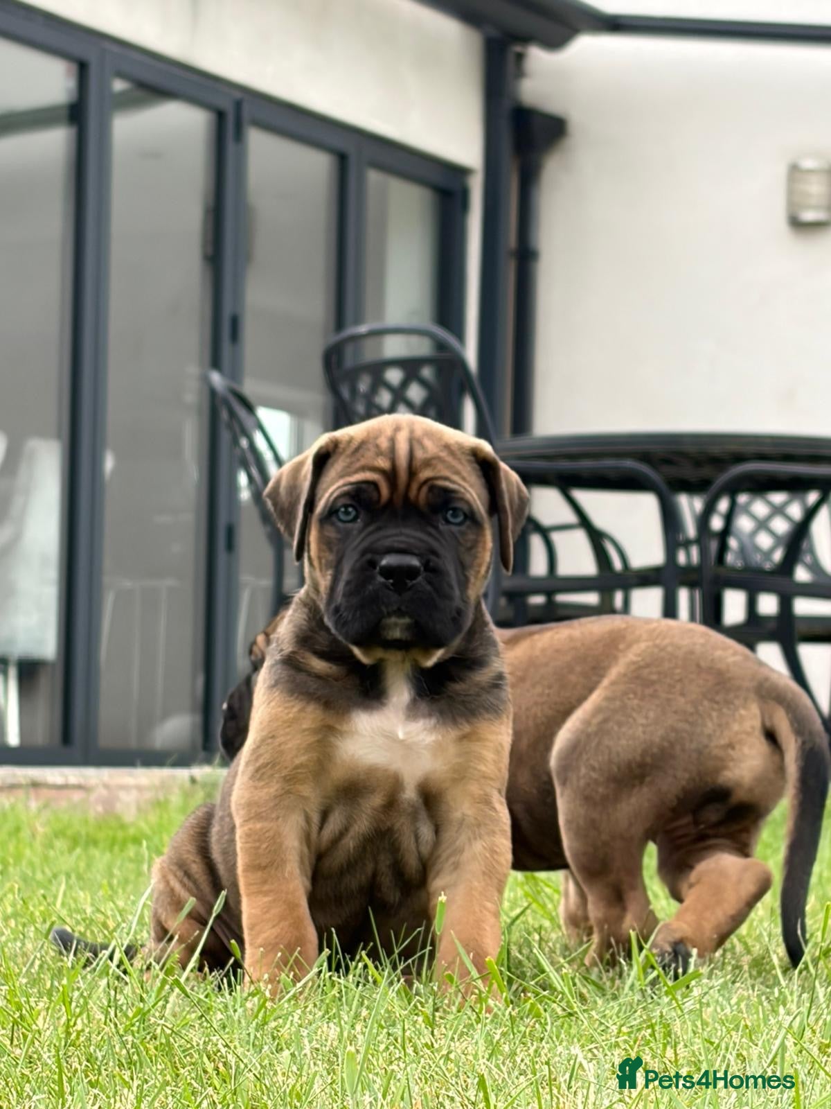 Cane Corso dogs for sale: BEAUTIFUL CANE CORSO PUPPIES in Walsall - Advert 5