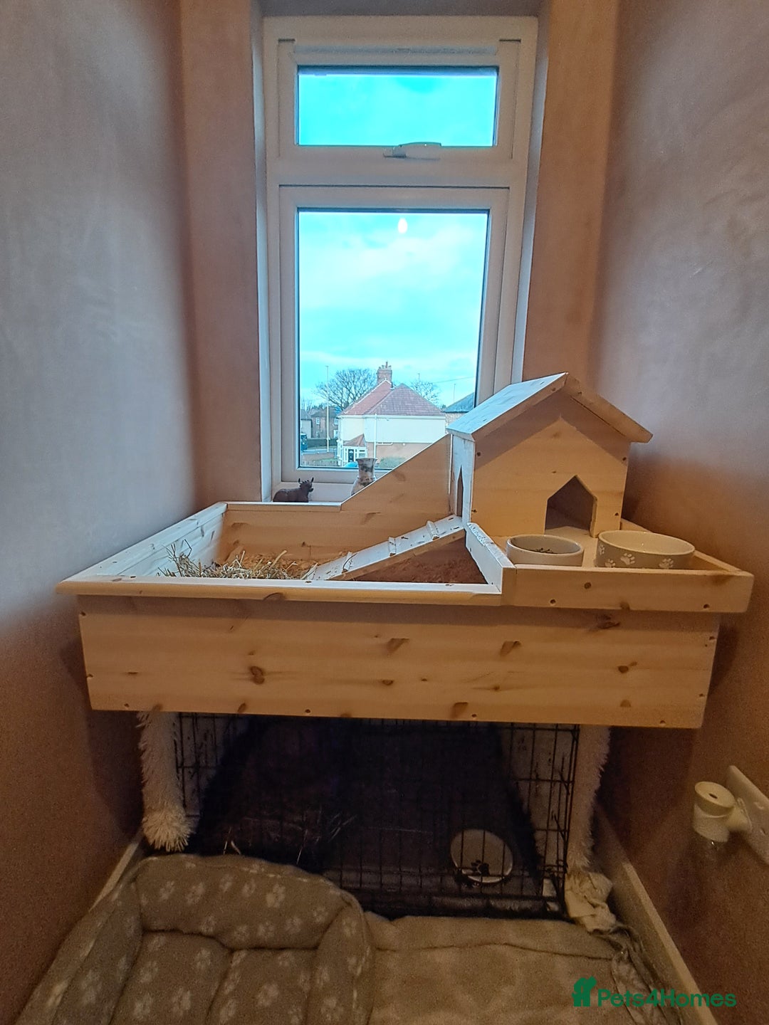 Guinea Pig rodents for sale: Two females and full set up - Advert 11
