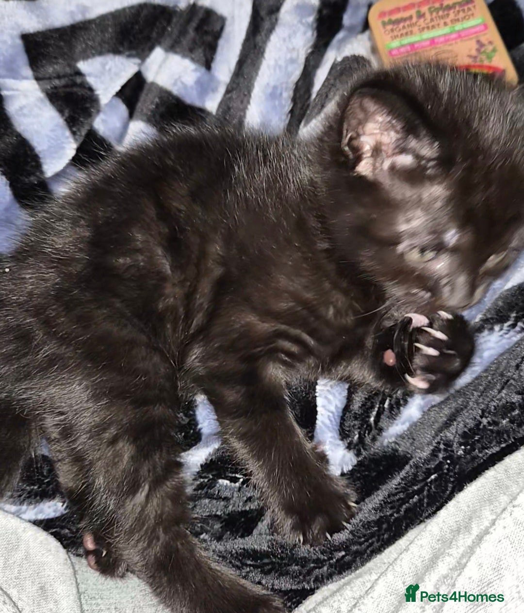 Maine Coon cats Black Smoke Tabby Maine Coon Mix – Unique Coat - Advert 5