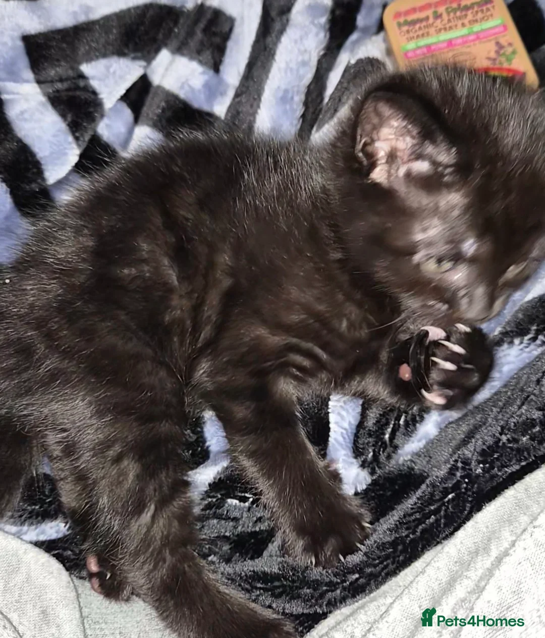 Maine Coon cats for sale: Black Smoke Tabby Maine Coon Mix – Unique Coat - Advert 1