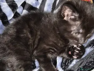 Maine Coon cats Black Smoke Tabby Maine Coon Mix – Unique Coat - Advert 1