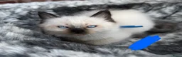 Ragdoll cats for sale: Pure breed ragdoll kittens READY NOW  - Advert 7