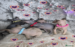 Sphynx cats for sale: 💙LITTLE BOY🩵Sphynx Kitten🩵TESTED 🐈  - Image 3