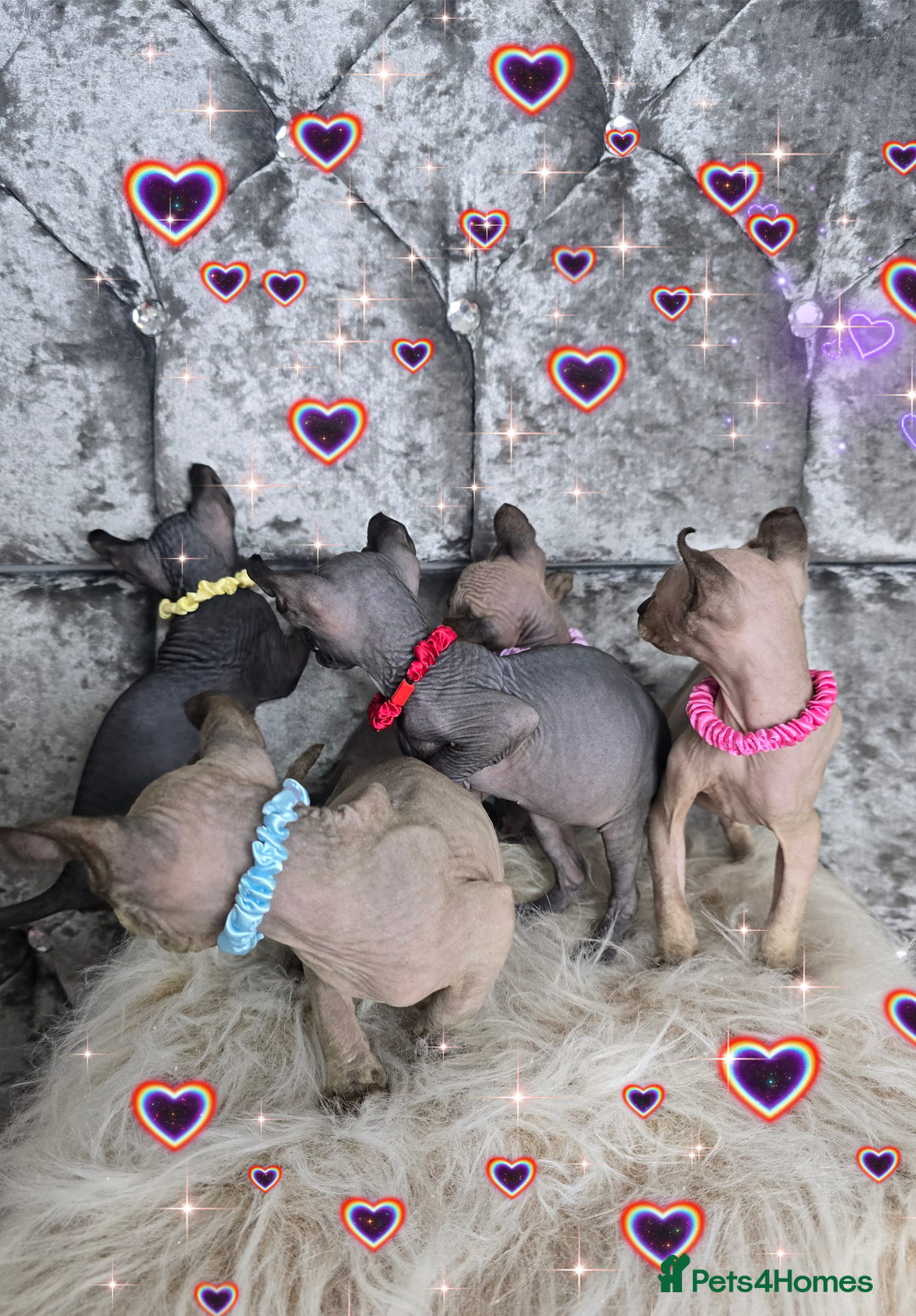 Sphynx cats for sale: 💙LITTLE BOY🩵Sphynx Kitten🩵TESTED 🐈  - Image 3