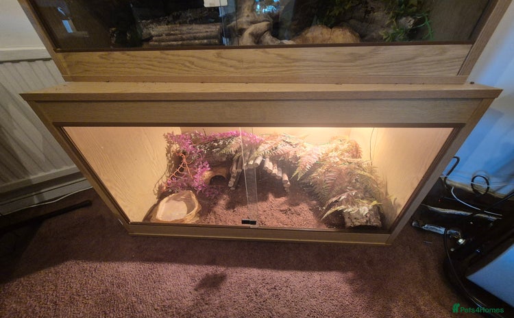 Python Snake reptiles - Advert 1